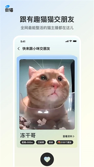 哈啰街猫流浪猫