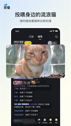 哈啰街猫流浪猫