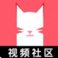 猫咪视频mv高清视频