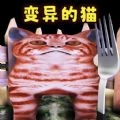 喂了个猫