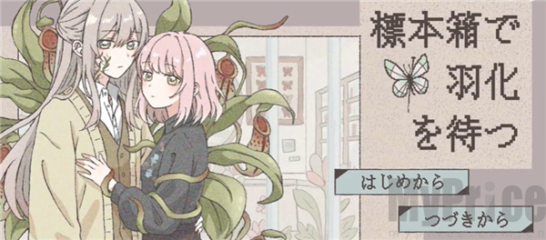 在标本箱中等待羽化