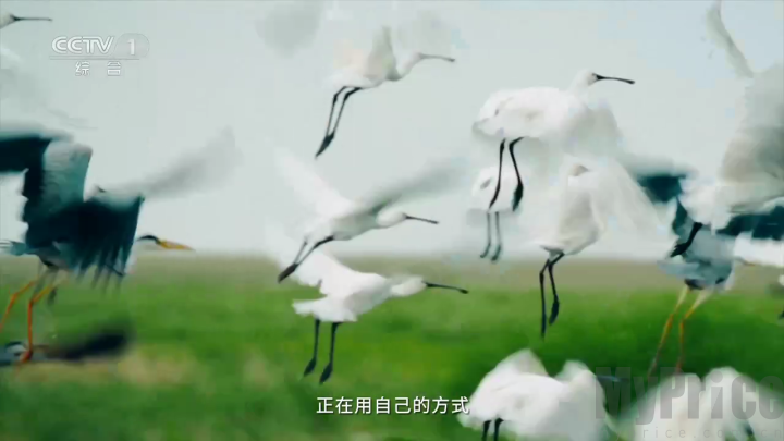赛雷tv电视